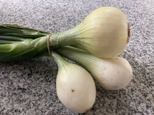 Load image into Gallery viewer, Walla Walla White Onions (2.0 lb bunch)
